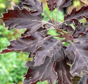 Fagus sylvatica ´Rohanii´ - buk lesní 