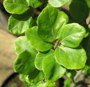 Fagus sylvatica ´Rotundifolia´ - buk lesní 