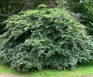 Fagus sylvatica ´Tortuosa´ - buk lesní 