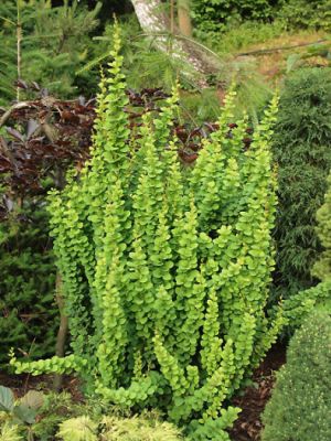 Berberis thunbergii ´Erecta´ - dřišťál Thunbergův