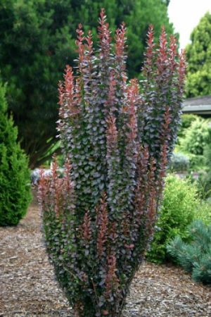 Berberis thunbergii ´Red Pillar´ - drišťál Thunbergův