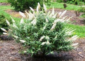 Buddleja davidii ´White Ball´ - komule Davidova