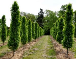 Carpinus betulus ´Fastigiata´ - habr obecný