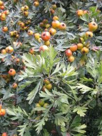 Crataegus tanacetifolia - hloh vratičolistý