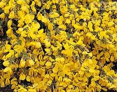 Cytisus scoparius ´Golden Sunlight´ - janovec metlatý
