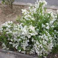 Deutzia gracilis ´Nikko´ - trojpuk něžný
