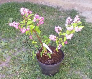 Deutzia hybrida ´Strawberry Fields´ - trojpuk zvrhlý