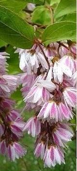 Deutzia scabra ´Plena´ - trojpuk drsný