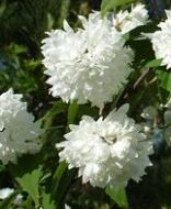 Deutzia scabra ´Pride of Rochester´ - trojpuk drsný