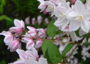 Deutzia x rosea ´Carminea´ - trojpuk růžový
