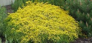 Genista lydia - kručinka olšová