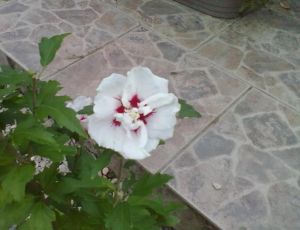 Hibiscus syriacus ´Speciosus´ - ibišek syrský 