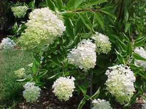 Hydrangea paniculata ´Grandiflora´ - hortenzie latnatá