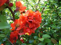 Chaenomeles japonica ´Sargentii´ - kdoulovec japonský
