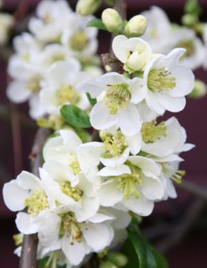 Chaenomeles speciosa ´Nivalis´ - kdoulovec lahvicovitý