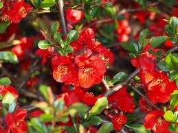 Chaenomeles x superba ´Elly Mossel´ - kdoulovec nádherný