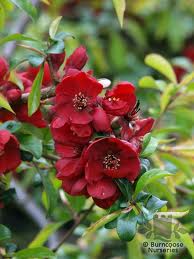Chaenomeles x superba ´Nicoline´ - kdoulovec nádherný