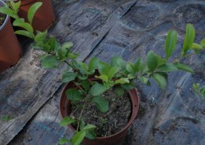 Chaenomeles x superba ´Texas Scarlet´ - kdoulovec nádherný