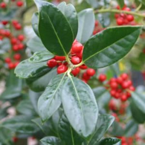 Ilex aquifolium ´J.C. van Tol´ - cesmína ostrolistá