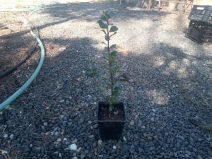 Ilex x meserveae ´Blue Princess´ - cesmína 