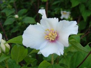 Philadelphus ´Belle Etoile´ - 