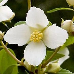 Philadelphus lemoinei ´Mont Blanc´ - pustoryl Lemoinův 