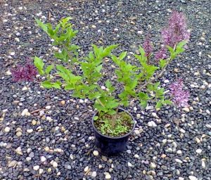Syringa microphylla ´Superba´ - šeřík malolistý