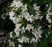 Weigela florida ´Alba´ - vajgélie květnatá