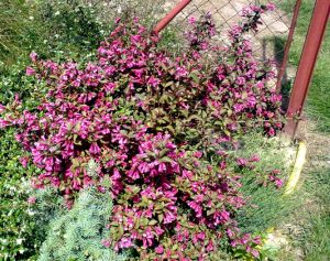 Weigela florida ´Atropurpurea Nana´ - vajgélie květnatá