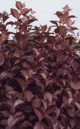 Weigela florida ´Naomi Campbell´ - vajgélie květnatá