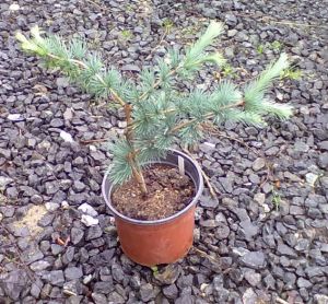 Larix kaempferi ´Blue Dwarf´ - modřín japonský