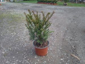 Taxus baccata - tis červený
