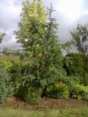 Larix kaempferi ´Diana´- modřín japonský
