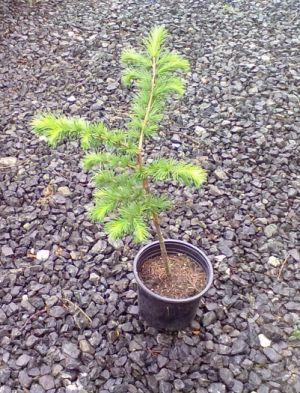 Larix kaempferii - modřín japonský 