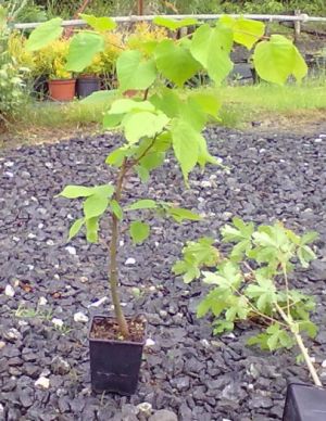 Tilia cordata - lípa srdčitá