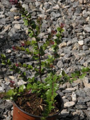Lonicera nitida 'Red Tips' - zimolez lesklý 