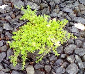 Thymus vulgaris - bílá plazivá - mateřídouška