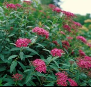 Spiraea bumalda 'Dart's Red' - tavolník 