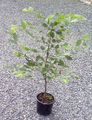 Carpinus betulus - habr obecný