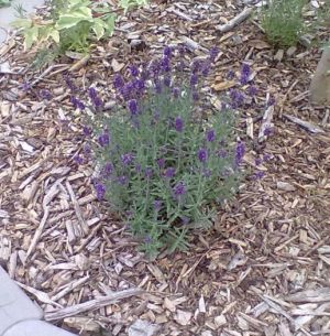 Lavandula angustifolia ´Hidcote Blue´ - levandule
