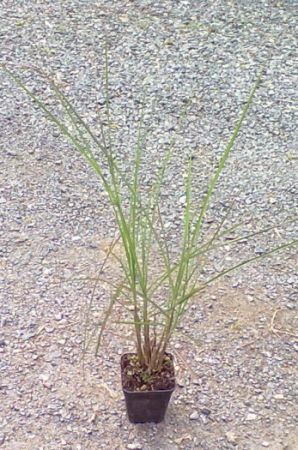 Miscanthus sinensis ´Graziella´ - ozdobnice čínská