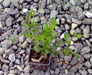 Vinca minor - barvínek menší