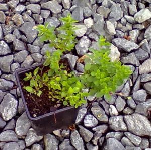 Oregano vulgare 'Compactum' - oregáno obecné , dobromysl