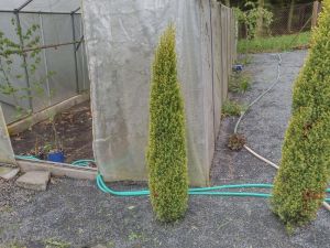 Juniperus communis ´Gold Cone´ - jalovec obecný