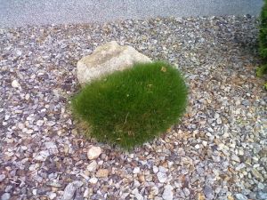 Festuca scoparia 'Pic Carlit' - kostřava medvědí
