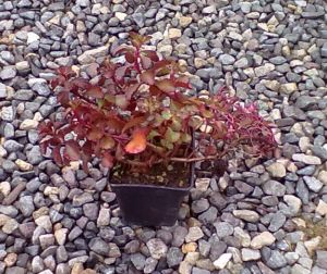 Sedum spurium 'Voodoo' - rozchodník pochybný