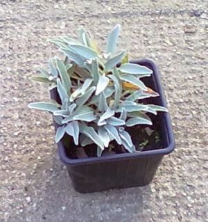 Veronica incana ssp Spicata - rozrazil klasnatý