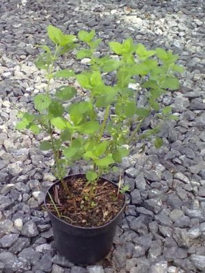 Melissa officinalis - meduňka lékařská