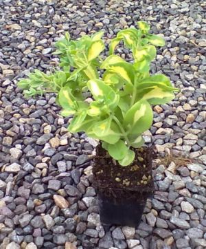 Sedum alboroseum 'Mediovariegatum' - rozchodník bělorůžový
