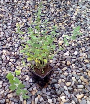Nepeta x faassenii 'Six Hills Giant' - šanta kočičí
